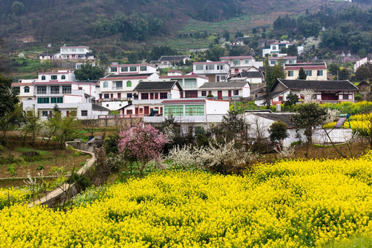 叙永落卜硐坪村农舍民居油菜花