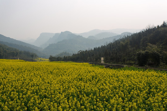 叙永落卜硐坪村坡改梯油菜花