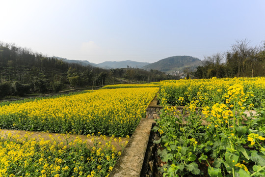 叙永落卜硐坪村坡改梯油菜花