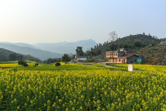 叙永落卜草坝村农舍民居油菜花