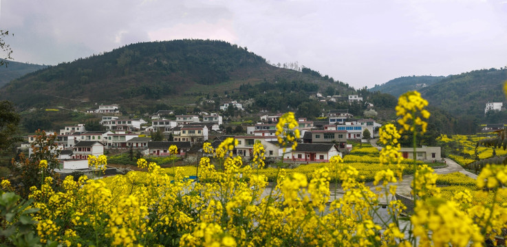 叙永县落卜镇硐坪油菜花接片大图