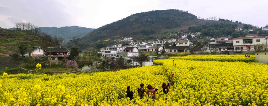 叙永县落卜镇硐坪油菜花接片大图