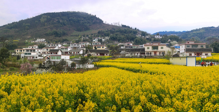 叙永县落卜镇硐坪油菜花接片大图