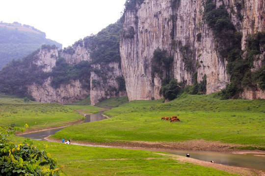 叙永震东西湖山绝壁草地放牧牛群