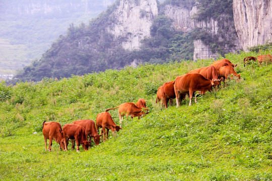 叙永震东西湖山绝壁草地放牧牛群