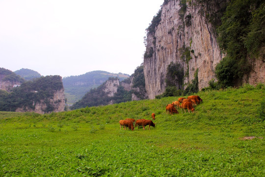 叙永震东西湖山绝壁草地放牧牛群