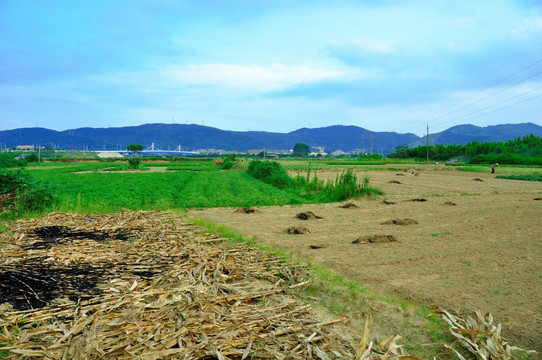 幸福的田野