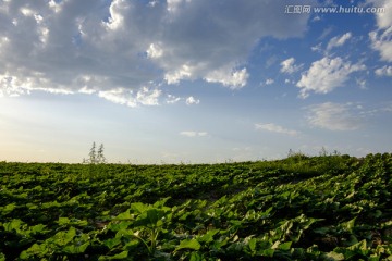 葵花地