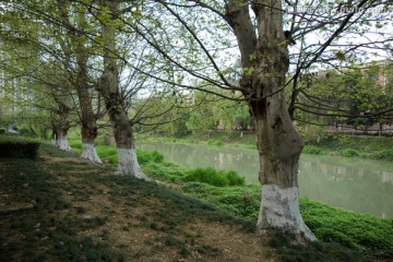 公园古树