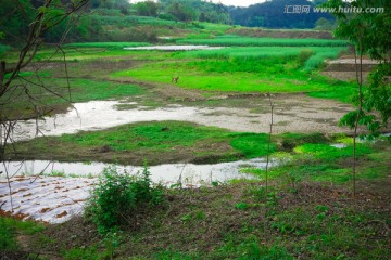 绿色田园