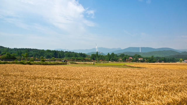 麦田