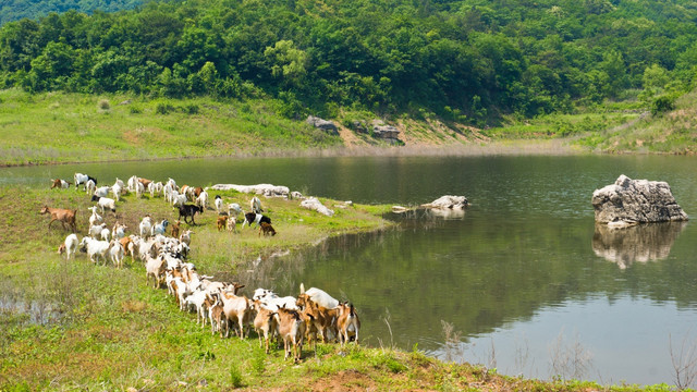 高山湖边的羊群