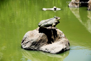 青蛙 石雕