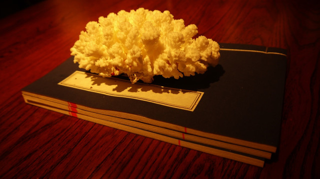 书与珊瑚