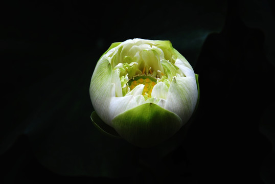 荷花