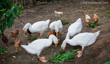 小鹅 小鸡 家禽饲养