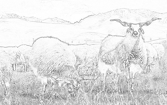 绵羊 高原放牧