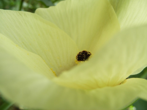 桐花