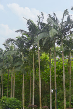 棕榈树林
