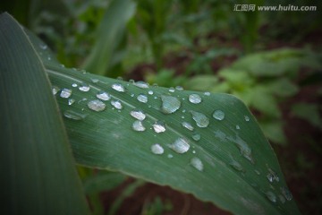 绿叶上的露珠