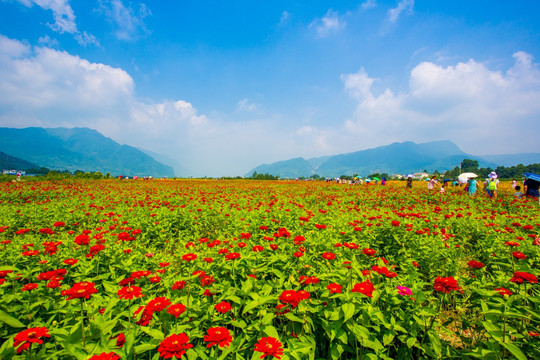 彭州花海