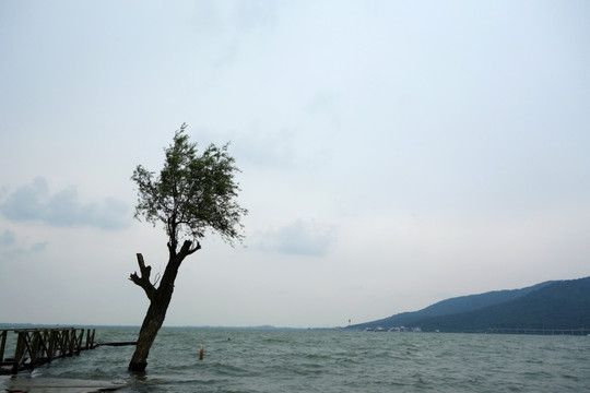 太湖里的老树