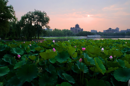 莲花池的早晨