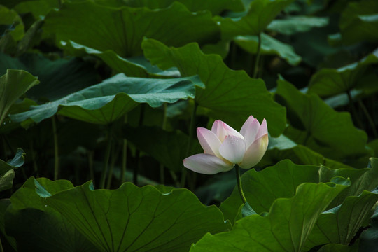 荷花莲花藕花水芸水芙蓉花卉