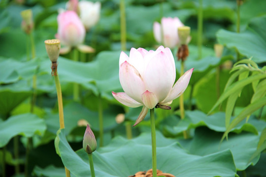 荷花摄影