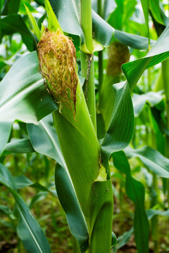 玉米玉米地玉米树农作物粮食