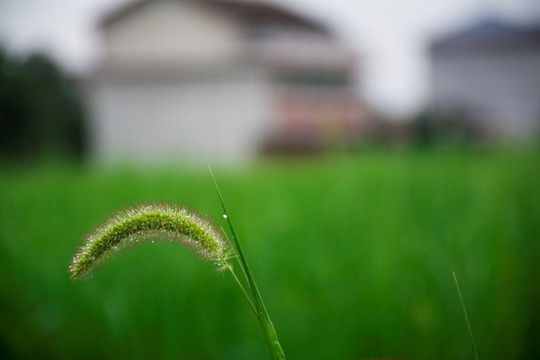 狗尾草 乡村 乡愁