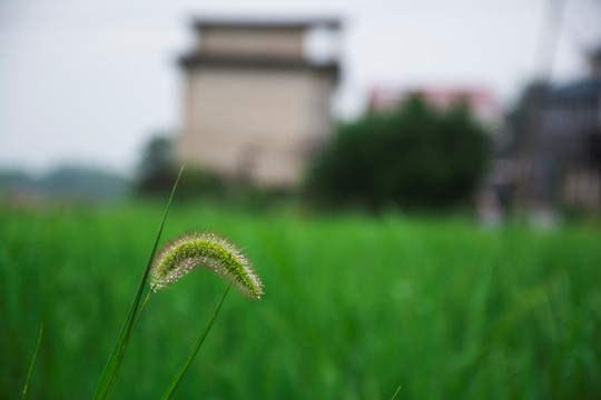 狗尾草 乡村 乡愁