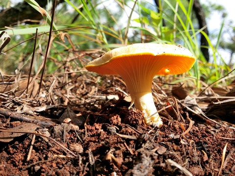 鸡油菌 野生菌