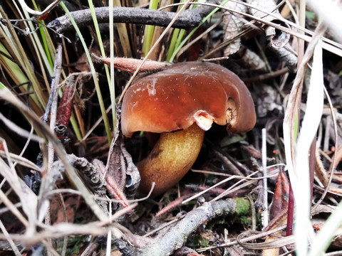 牛肝菌 野生菌 见手青