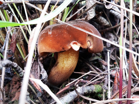 牛肝菌 野生菌 见手青