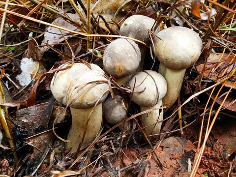 野生菌 白牛肝菌