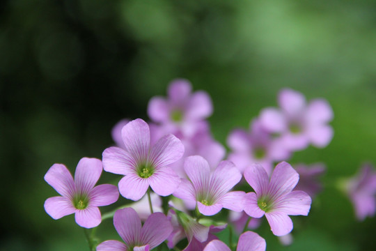淡紫色锦簇花团