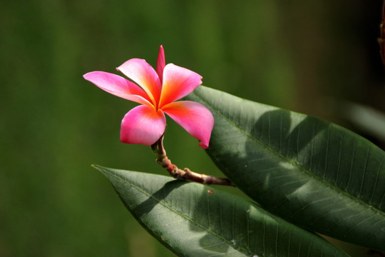 热带花卉