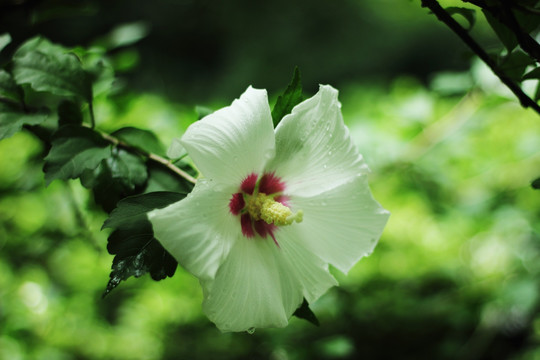 白花单瓣木槿