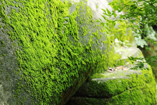苔藓
