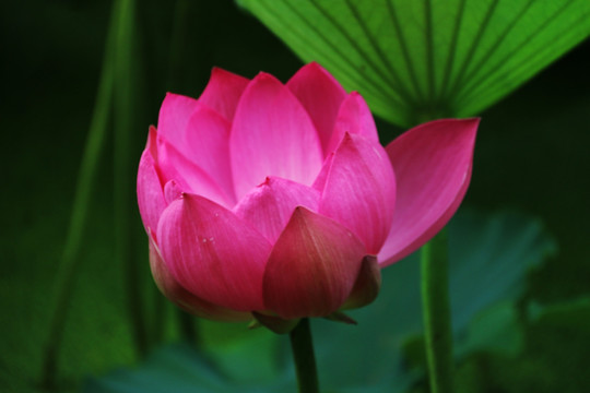 荷