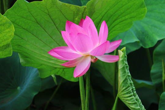 荷
