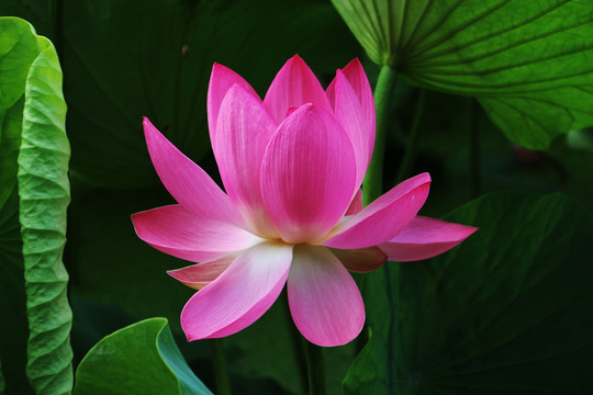 荷