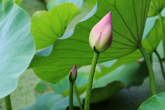 荷