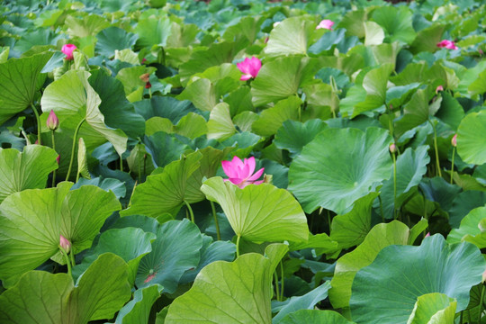 荷花