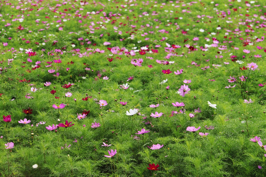 波斯菊