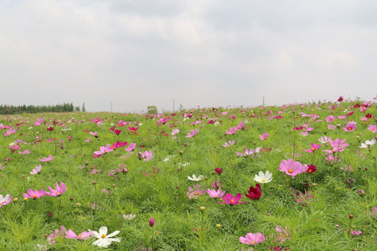 波斯菊