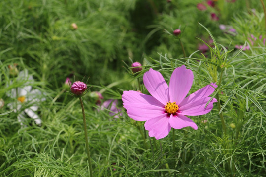 波斯菊