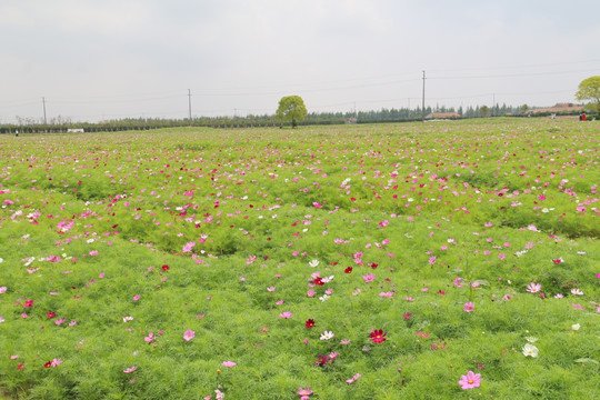 波斯菊