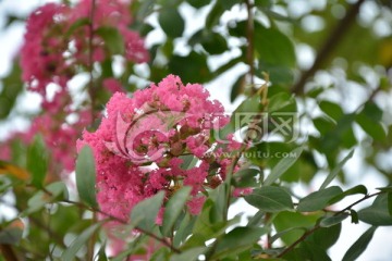 鲜花